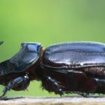 Guide de vente des scarabées rhinocéros japonais